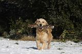GOLDEN RETRIEVER 780